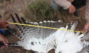 Tientalle voels vrek